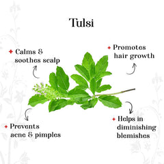Powder - Tulsi (50 g)